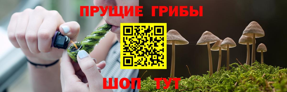 Брянск  Псилоцибиновые грибы Psilocybe  Вход с VPN 